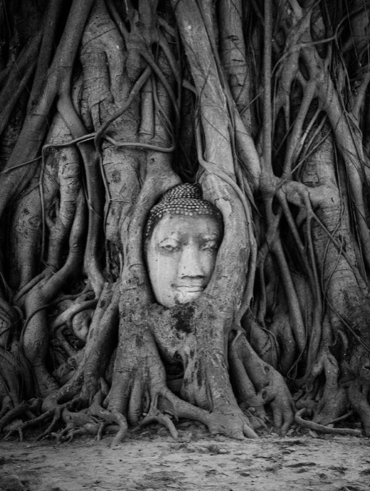 Sandstone Buddha head entwined in banyan roots at Wat Mahathat